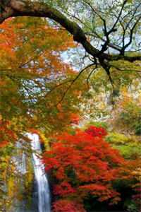 穿七零找爷爷，我被全家宠上天！后续+无弹窗