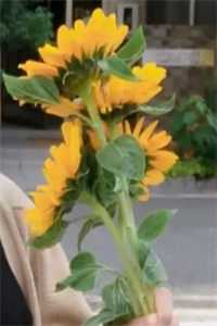 白捡个娃，还附送黏人世子爷陆景之乔清音全文+免费