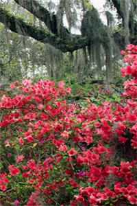 娇滴滴贵女刚进门，婆母先宠起来了完结