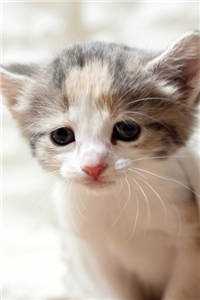 半阙残弦思华年免费阅读全文