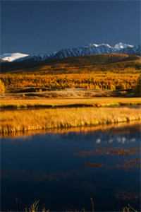 一夜风吹絮完结