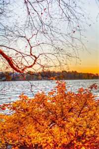 棠花辞晚风精品推荐